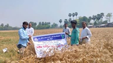 पीपराकोठी: पिपराकोठी कृषि विज्ञान केंद्र के द्वारा बेलवतीया में गेहूं की फसल काट कर किया गया डेटा संग्रह