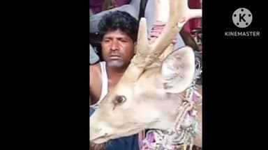 ठकराहा: ठकराहा में पहुंचा हिरण, कुत्तों से बचने के लिए घर में घुसा, लोगों ने इलाज करा वन विभाग को सौंपा