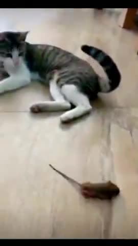 Instagram 🆔 Author Shakti Tiwari
#Authorshaktitiwari #author_shakti_tiwari
#Ambarnath	#Northdumdum	#Bharatpur	
#Begusar