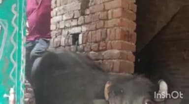 गढ़मुक्तेश्वर: गांव अब्दुल्लापुर में घर की छत पर चढ़ी भैंस , भैंस को छत पर चढ़ा देख मची अफरा-तफरी ।