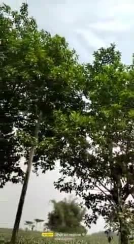 बरहरा: मुलकिया में बिजली के तार पर पेड़ की टहनी गिरने से क्षेत्र में विद्युत आपूर्ति हुई बाधित