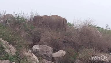 दारू: सिलवार में नज़र आए झुंड से बिछड़े दो हाथी, ग्रामीणों में मचा हड़कंप