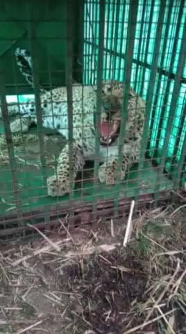 गिर्वा: बड़गांव के समीप पालड़ी गांव में पैंथर के पिंजरे में फंसने के बाद ग्रामीणों में राहत, कई दिनों से परेशान थे ग्रामीण