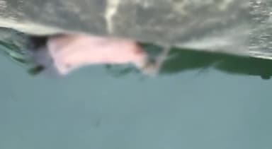 जांजगीर: वार्ड नंबर 4 जूना तालाब से लापता युवक का बड़ी नहर में मिला शव, जांच में जुटी पुलिस