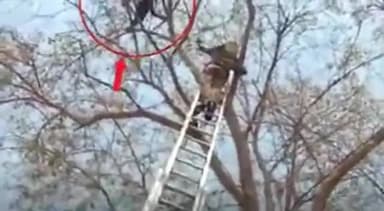 जांजगीर: जिले के रैनपुर गांव में एक युवक ने पेड़ पर चढ़कर किया हाईवोल्टेज ड्रामा, कर्ज चुकाने की करता रहा मांग