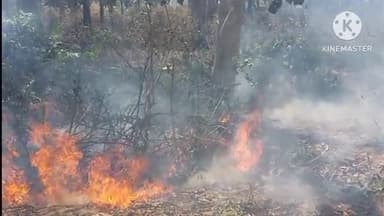 सिधाव: वाल्मीकि नगर वन क्षेत्र के जंगल में लगी आग, मौके पर वनकर्मी व फायर वाचरो की टीम ने पहुंचकर बुझाई आग