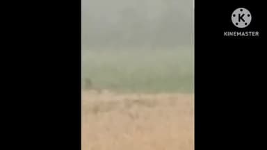 ठकराहा: बगहा में तेंदुए ने एक अधेड़ पर हमला कर किया घायल, VTR से निकलकर रिहायशी इलाके में पहुंचे दो तेंदुए