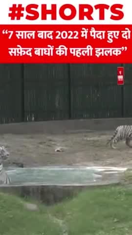 Delhi के ZOO में 7 साल बाद पैदा हुए दो सफ़ेद बाघ
#delhi #zoo #viral #whitetiger #shorts