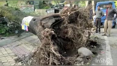 देहरादून: ज़िले में गुरुवार रात हुई तेज बारिश के बाद जगह-जगह गिरे पेड़, लाखों का हुआ नुकसान