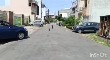 मुरादाबाद: वेव ग्रीन सोसाइटी में आवारा कुत्तों से लोग हुए परेशान