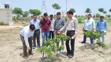 पलवल: जिला उद्यान विभाग द्वारा किसानों को बाग लगाने के लिए किया जा रहा प्रेरित, जिले में अब तक 1135 एकड़ में लगाया बाग