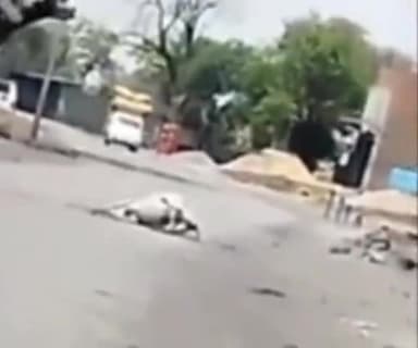 सिंगरौली: गड़ेरिया में चार पहिया वाहन चालक ने गोवंश को मारी टक्कर, गोवंश की मौके पर हुई मौत, चालक फ़रार