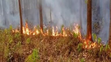 हज़ारीबाग: महुआ चुनने वाले असामाजिक लोगों ने लगाया खुटरा जंगल में आग, वन्य प्राणियों को हो रही है परेशानी