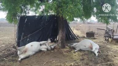 समुद्रपूर: जामच्या फकीरवाडी शिवारात वीज कोसळून बैलजोडी ठार, शेतकऱ्याचे दीड लाखांचे नुकसान