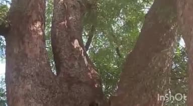 हटा: संजय वार्ड में पेड़ पर गिरी आकाशीय बिजली, कई घरों के विद्युत उपकरण जले