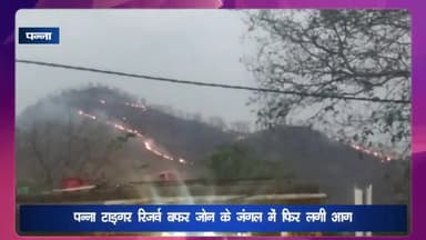 पन्ना: पन्ना टाइगर रिजर्व के बफर जोन के जंगल में फिर लगी आग, धू-धू कर जल रहे रिहायशी क्षेत्र से लगे पहाड़ी के जंगल