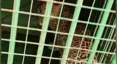 बड़गांव: वन विभाग द्वारा सलूम्बर कब्रिस्तान के पास लगाए गए पिंजरे में कैद हुआ पैंथर का 8 महीने का शावक