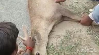 सलोन: गढ़ी इस्लामनगर गांव में बारहसिंघा को नोच रहे कुत्ते ग्रामीणों ने कड़ी मशक्कत के बाद बचाया