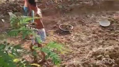 करपी: बेलखारा में मनरेगा योजना के तहत चल रहे पईन खुदाई कार्य का मुखिया ने किया निरीक्षण