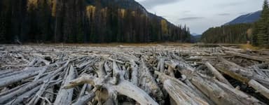 कनाडा के नुनावत में मैकेंजी रिवर डेल्टा पर लकड़ी के लठो का जाम लगा हुआ है यहां मृत पेड़ सदियों से जमा हो रहे हैं जो कार्बन को स्टोर करता है इतना कार्बन कि यहां दुनिया का सबसे बड़ा कार्बन पुल बन गया है  जाम में करीब 51 वर्ग किलोमीटर के हिस्स