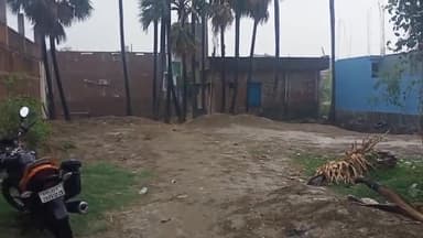 सरमेरा: सरमेरा प्रखंड में बारिश के कारण आम व प्याज की फसलों का हुआ भारी नुकसान