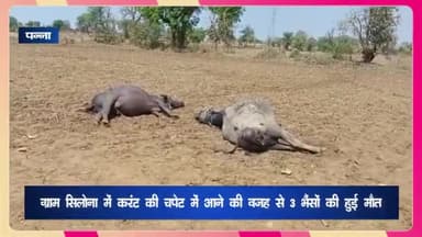 अजयगढ़: ग्राम सिलोना में विद्युत लाइन टुटकर खेत में गिरने से तीन भैंसों की हुई मौत, मौके पर नहीं पहुंची बिजली विभाग की टीम