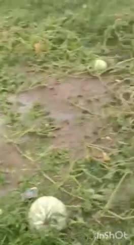 बड़ा मलेहरा: सिलारो बरेठी में तेज हवा बारिश के साथ गिरे ओले मूंग उड़द सब्जी की फसल हुई बर्बाद