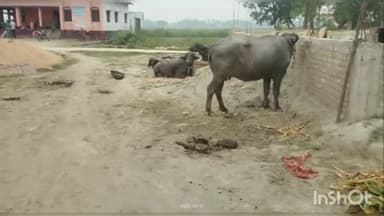 मढ़ौरा: रुपराहिपुर में मवेशी चोरों को ग्रामीणों ने खदेड़ा, चार मवेशी किए बरामद