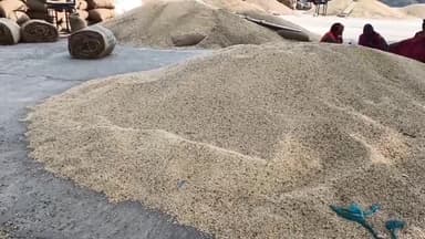 रतलाम नगर: सोमवार को रतलाम कृषि उपज मंडी के भाव हुए जारी, मटर ₹2,000 से ₹3,076 प्रति कुंतल के भाव से बिका