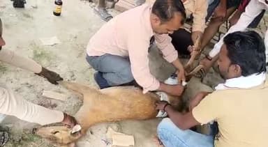 गोंडा: करूवापारा गांव में हिरन के बच्चे पर आवारा कुत्तों ने हमला कर किया जख्मी, वनकर्मियों ने इलाज कराकर जंगल में छोड़ा