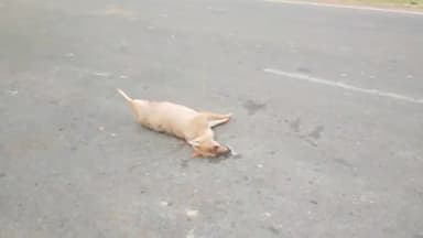 इकौना: इकौना भिनगा मार्ग दहावर कला मोड़ के पास तेज रफ्तार अज्ञात वाहन ने सियार को मारी टक्कर, मौके पर हुई मौत