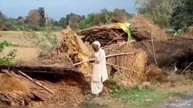 जयसिंहपुर: शेषपुर गांव के पास आंधी से विशालकाय पेड़ दुग्ध वाहन पर गिरा, चालक व खलासी घायल