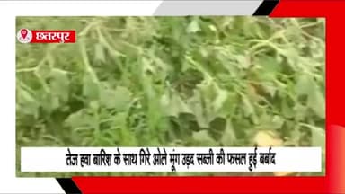 बड़ा मलेहरा: तहसील क्षेत्र के विभिन्न ग्रामों में तेज आंधी और बारिश के साथ ओले गिरने से मूंग, उड़द व सब्जी की फसल हुई बर्बाद