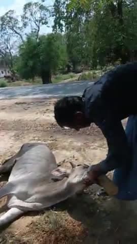 अज्ञात वाहन की जोरदार टक्कर से टूटा गौवंश का पैर राष्ट्रीय सनातन संघ RSS की टीम द्वारा कराया गया इलाज #1962, ग्रामवासी