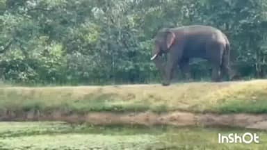 बालोद: बालोद रेंज के कन्नेेवाडा वन परिक्षेत्र में एक फिर हुई दतेल हाथी की दस्तक , वन विभाग की टीम लगातार गांव में कर रही अलर्ट