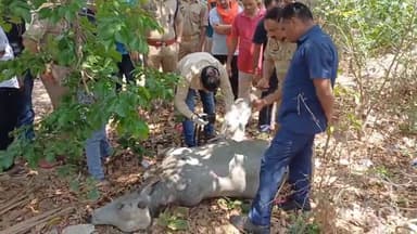 एटा: जिले में लगातार गोवंशों की हत्या करने की तीसरी वारदात आई सामने, आर्ष गुरुकुल के पास अज्ञात हमलावरों ने की गोवंश की हत्या