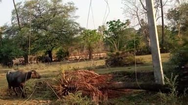 ग्राम मोहब्बतपुर में आंधी तूफान के चलते गिरी खजूर जिससे डबल लाइन के तीनो तार टूट गए।
@namamibharat ्यूज @newsindia24्यूज