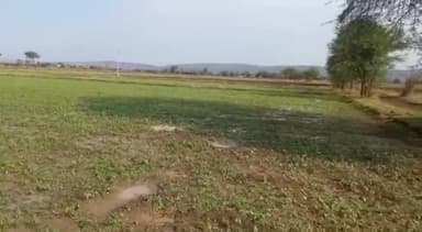 रायसेन: जिले में बेमौसम बारिश की वजह से मूंग की फसल को हुए नुकसान का होगा सर्वे, कलेक्टर ने दी जानकारी