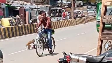 कानपुर नगर पशु पक्षी प्रेमियों से निवेदन है इनको भी जीने का हक है कृपया  इन को कैद ना करें समस्या का समाधान किया जाए