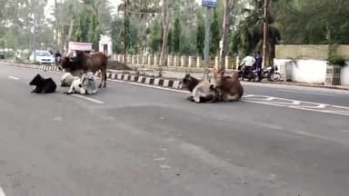 रायसेन: कलेक्टर बंगले के सामने सड़क पर विचरण कर रहे मवेशी, यातायात हो रहा प्रभावित