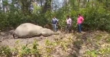 धामपुर: अमानगढ़ रेंज में हथनी का मिला शव, सूचना मिलने पर मौके पर पहुंचे वन विभाग के आला अधिकारी