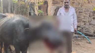 शाहनगर: रोहनिया गांव में जंगल चरने गई भैंस द्वारा विस्फोटक पदार्थ खाने से हुई घायल