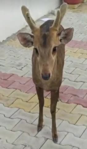 धामपुर: स्योहारा कस्बे में आवारा कुत्तों ने बाराहसिंघा के बच्चे पर किया हमला, वन विभाग की टीम ने उपचार देकर जंगल में छोड़ा