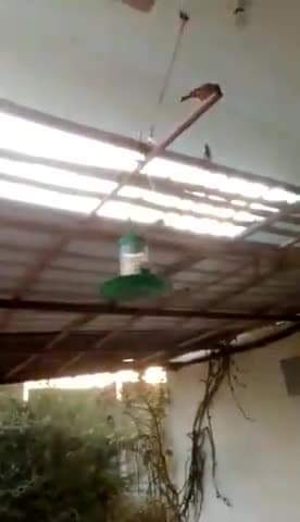 ग्रीनलाइफ सेवा समिति सदस्य दयाराम को के द्वारा पक्षियों को दाना पानी की व्यवस्था की गई