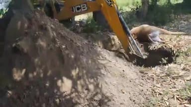 जंदाहा: वन विभाग के शूटर द्वारा 37 नीलगायों को पीरापुर में मार गिराने के बाद जेसीबी से गड्ढा खोदकर दफनाया गया