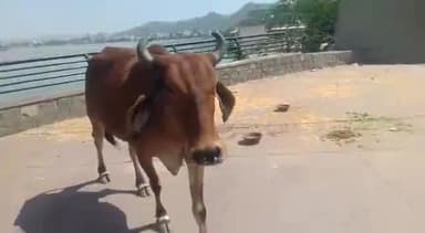 अजमेर में लंपी स्किन महामारी फिर गौ माता पर संकट प्रशासन पुलिस चिकित्सा विभाग और मंत्रालय बेखबर आज किशनगढ़ में 15 केस और अजमेर शहर में भी कई गोमाताओ पर देखने को मिल रहे हैं  #लंपी स्किन वायरस सक्रिय हुआ     गौ रक्षा हिंदू दल #अजमेर