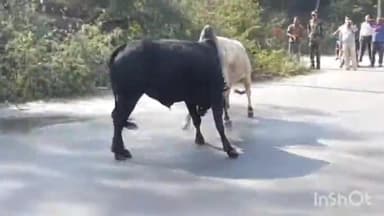 आगरा: आगरा-मुंबई राष्ट्रीय राज्यमार्ग पर आपस में भिड़े दो सांड, आधे घंटे तक राष्ट्रीय राज्यमार्ग पर लगा रहा जाम