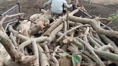 बेमेतरा: ग्रामीण इलाकों में धड़ल्ले से हो रही पेड़ों की कटाई करवाईनहीं होने की वजह से हौसले बुलंद