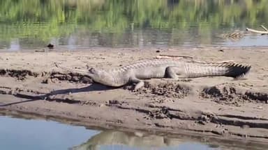 बहराइच: कतरनिया घाट में घड़ियाल व गैंडा और बाघ की चहल कदमी का वीडियो आया सामने, डीएफओ ने किया ट्वीट