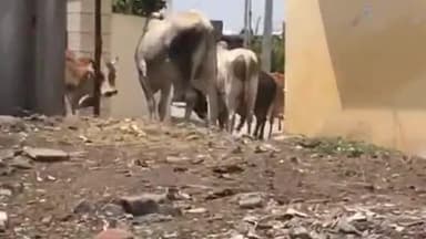 मोरनी: सूरजपुर में 5 वर्षीय बच्ची को आवारा सांड ने मारी टक्कर, कॉलोनीवासियों ने कहा- नहीं हो रहा समस्या का हल